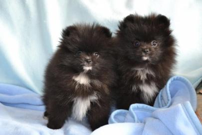 Wunderschne reinrassige Pomeranian Baby