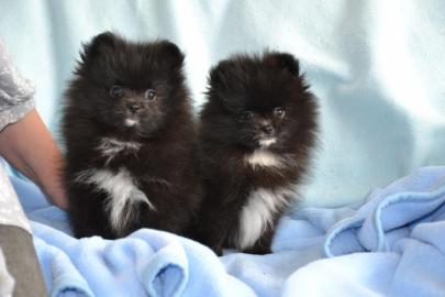 Wunderschne reinrassige Pomeranian Baby