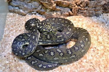 Diamond pythons (Morelia s.  spilota)