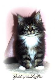 Typvolle Maine Coon Kitten!!