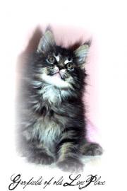 Typvolle Maine Coon Kitten!!