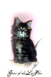 Typvolle Maine Coon Kitten!!