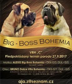 Mastiff Zwinger Big-Boss Bohemia