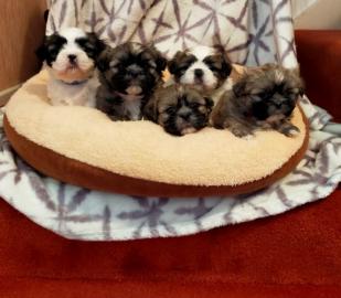 Charmante Babyschlampe Shih Tzu welpen