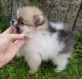 Verspielter Pomeranian