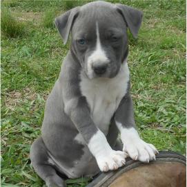 Amstaff Welpen/pitbul Blueline