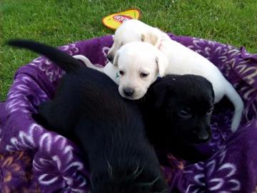 Liebevolles Labrador Welpen mit Papieren