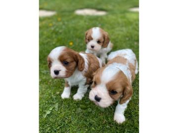 Typvolle Cavalier-King-Charles-Spaniel W