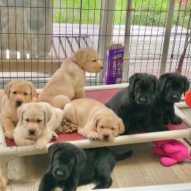 adorable labrador puppies