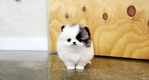 POMERANIAN WELPEN MIT PAPIEREN