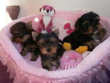 Yorkshire Terrier Welpen mit Papieren