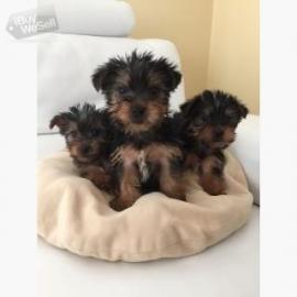 Entz?ckende Teacup Yorkie Welpen zu verk