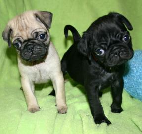 Wunderschne Mini Mops Welpen Schwarz Un