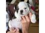 Englische Bulldogge Welpen mit papieren. 