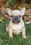 schne Franzsisch Bulldog Welpen zu ver