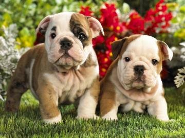 schne Franzsisch Bulldog Welpen zu ver