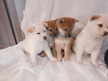 Erhltlich Shiba inu welpen mit Papieren