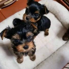 Schn Yorkshire Terrier Welpen suchen ei