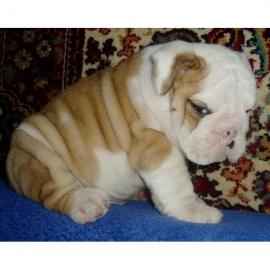 Liebevolles Englische Bulldogge Welpen m