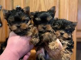 Typvolle Mini Yorkshire Terrier Welpen