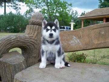 reinrassige Siberian Husky Welpen