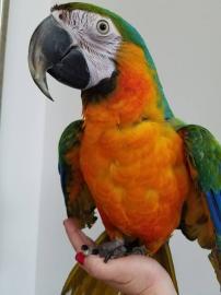 SCARLET MACAW ZU VERKAUFEN