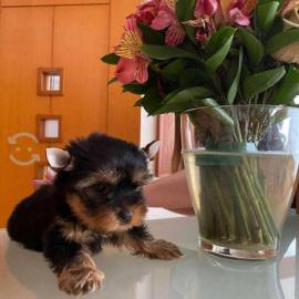 Reinrassige Yorkshire Terrier Welpen