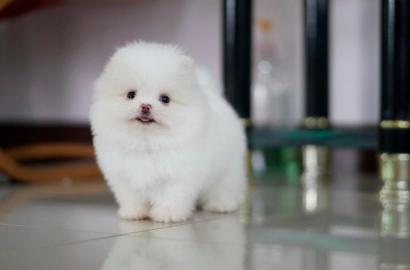 Zwergspitz Pomeranian welpen mit Papiere