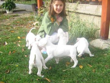 Dogo Argentino wunderse Welpen