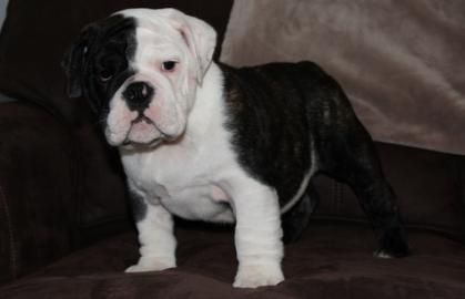 Weihnachten Englische Bulldogge Welpen m