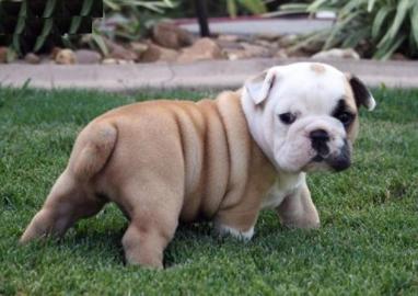 wunderschne, gesunde English Bulldog We