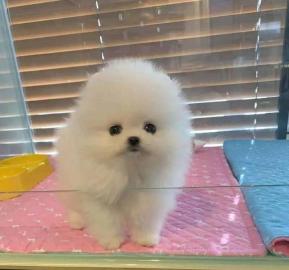 Se kleine MINI Pomeranian Spitz Welpen