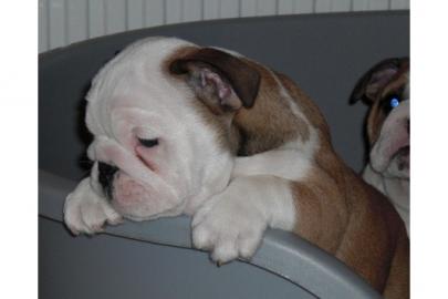 English Bulldogwelpen mit Papiere 250EUR