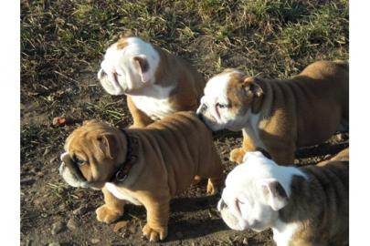 English Bulldogwelpen mit Papiere 250EUR