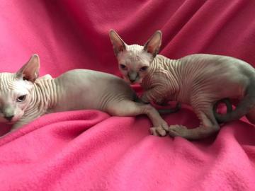 Sphynx Katzen mit Stammbaum