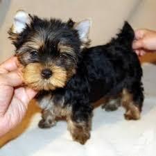 Entz?ckende Teacup Yorkie Welpen zu verk