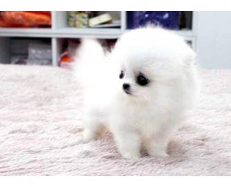 Pomeranian Zwergspitz welpen whatsapp nu