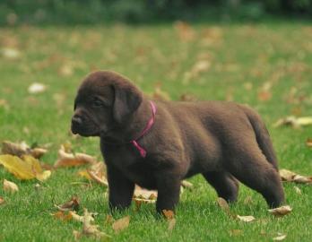 Labrador Retriever Puppies!