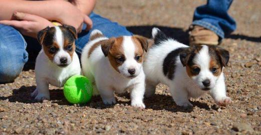 Jack-Russell-Terrier mit Papieren whatsa