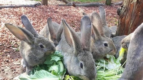 Kontinentale Riesenkaninchen