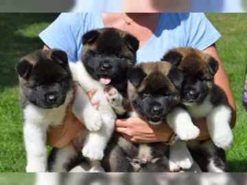 American Akita Babies