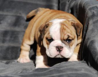 Gesunde englische Bulldoggenwelpen verf