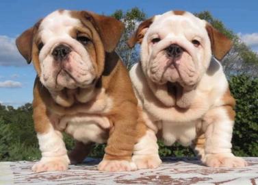 Gesunde englische Bulldoggenwelpen verf