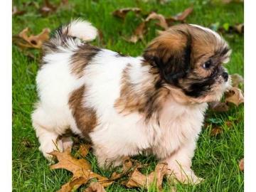 Weihnachten Shih Tzu Welpen mit Papieren