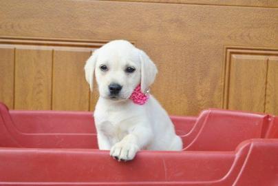 Liebevolles Labrador Welpen mit Papieren