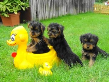 S?sse Yorkshire Terrier Welpen