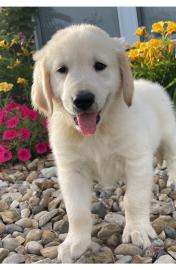 Golden Retriever Welpen reinrassig