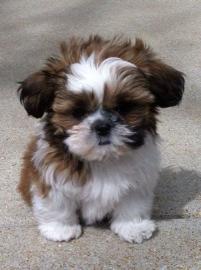 Shih Tzu welpen whatsapp nummer +4368110