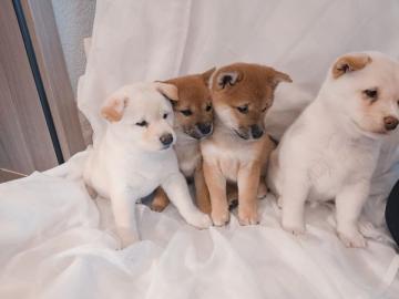 Liebevolles Shiba inu welpen mit Papiere