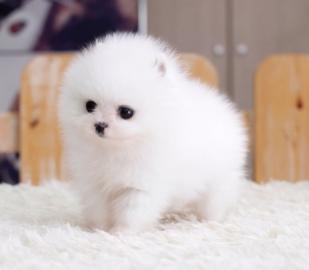 Mini Pomeranian-WHATSAPP. :+4368120926